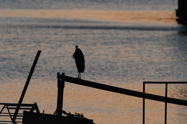 Silhouette Great Blue Heron Standing Metal Rail Overlooking Water Sun — Stock Photo, Image