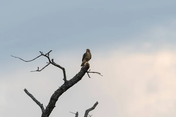 Falco Dalla Coda Rossa Che Affaccia Sui Campi Sottostanti Dal — Foto Stock