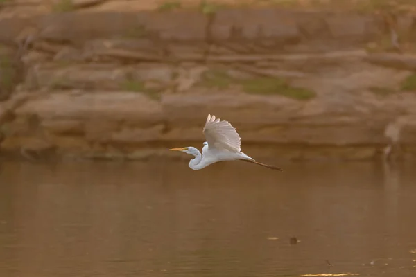 Egret Branco Grande Com Suas Asas Espalhadas Largo Seu Pescoço — Fotografia de Stock