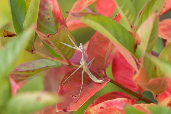 淡い緑の祈り明るいピンクと緑の葉を持つ植物に隠れているカマキリは 他の昆虫が待ち伏せして食べるのを待っています — ストック写真