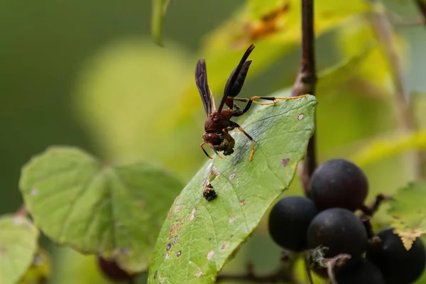Ringed Paper Wasp Resting Leaf Grapevine While Holding Chunk Food — Stock Photo, Image