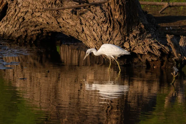 一只年轻的蓝鹭 头戴白色羽毛 在浅水中 在湖滨一棵大树的树根下觅食 — 图库照片