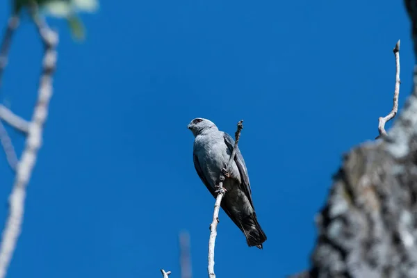 Kijkend Naar Een Mississippi Kite Een Kleine Tak Hoog Top — Stockfoto