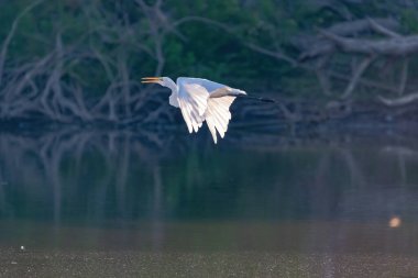 Dallarla ve köklerle kaplı bir göl kıyısında uçan bir Büyük Akbalıkçıl. Kanatlarının tüylerinden süzülen güneş ışığı..