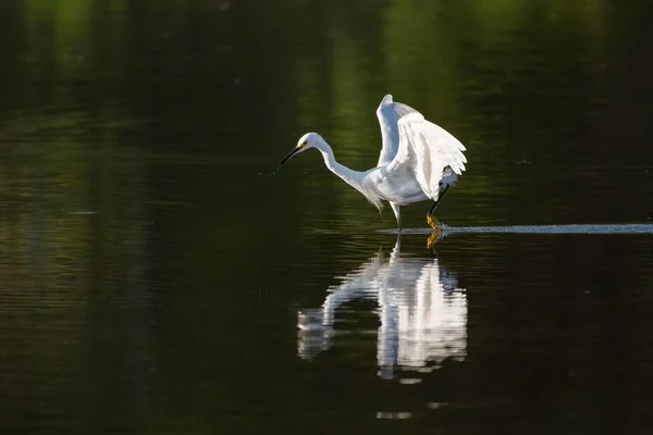 Snowy Egret Wodą Kapiącą Dzioba Jak Szaleńczo Goni Małymi Rybkami — Zdjęcie stockowe