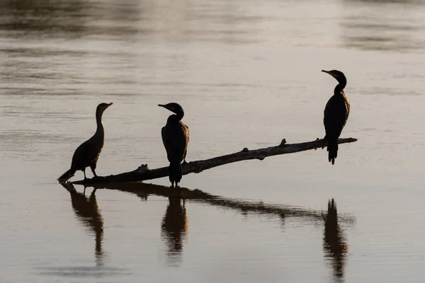 三羽の二重の鳥のシルエット湖に沈んでいる木から水に突き出た枝に群生する鵜の鳥 — ストック写真