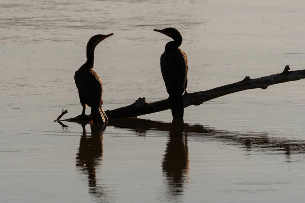 Dos Pájaros Cormoranes Doble Pecho Silueta Sobre Reflejo Las Tranquilas — Foto de Stock