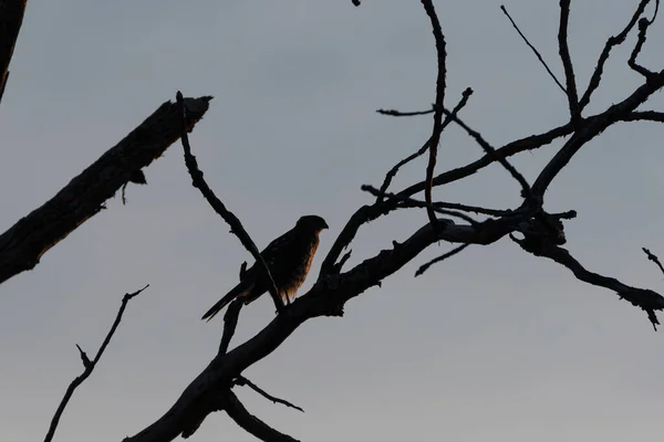 Silhouette Eines Rotschwanzfalken Der Den Kahlen Zweigen Auf Der Spitze — Stockfoto