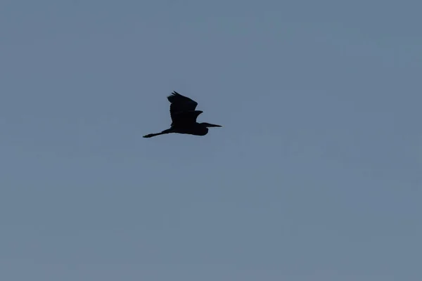 Great Blue Heron Batendo Suas Asas Poderosas Para Cima Silhueta — Fotografia de Stock