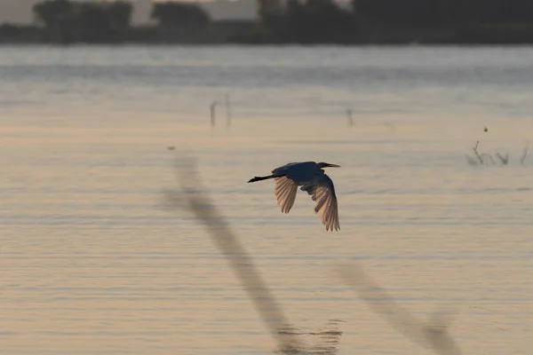 在日出时分 大白鹭在阳光的映衬下 掠过平静的湖面时 翅膀上的羽毛发出光芒 — 图库照片