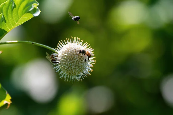 Två Honungsbin Samlar Nektar Och Pollinerar Spetsig Blomma Medan Ett — Stockfoto