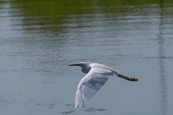 Egret Nevado Voando Baixo Sobre Lago Com Penas Suas Asas — Fotografia de Stock