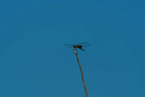 Büyük Bir Kara Eyer Çantası Skimmer Yusufçuğu Bir Gölün Yakınında — Stok fotoğraf