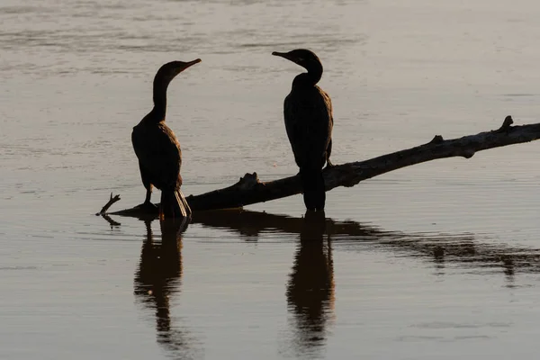 Dois Pássaros Cormorant Peito Duplo Silhuetas Sobre Seu Reflexo Água Imagens De Bancos De Imagens Sem Royalties