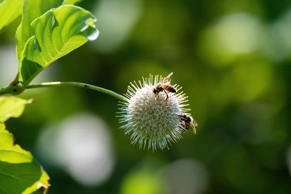 Ett Par Honungsbin Upptagna Med Att Pollinera Spetsig Blomma Medan Stockbild