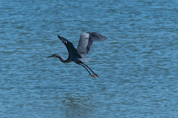 Great Blue Heron Batendo Suas Asas Poderosas Alto Suas Costas — Fotografia de Stock