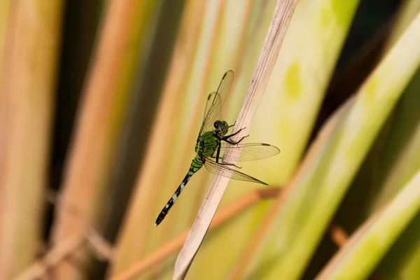 蜻蜓一种美丽的绿色 黑色和白色的庞德鹰蜻蜓 攀附在褐色的芦苇上 生长在池塘里 绿叶和芦苇的背景模糊不清 — 图库照片