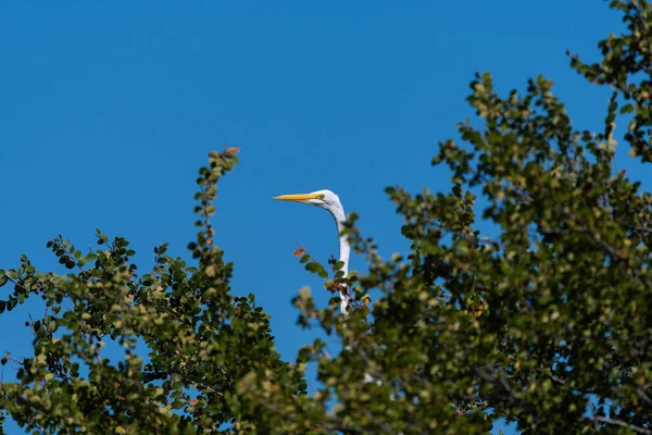 Great White Egret Peeking Some Branches Its Perch High Top — Stock Photo, Image