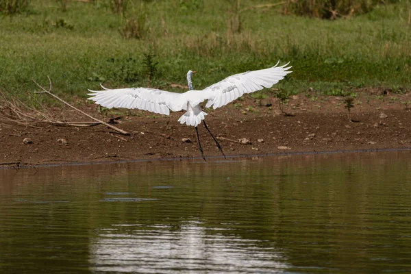 Una Gran Grulla Blanca Extendiéndose Con Sus Largas Patas Usando — Foto de Stock