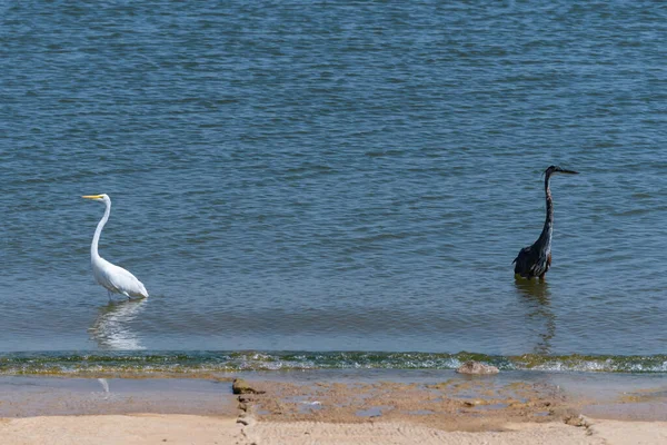 Una Gran Garza Azul Una Gran Garza Blanca Vadeando Agua — Foto de Stock