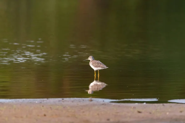 Greater Yellowlegs Pie Sobre Reflejo Agua Tranquila Cerca Orilla Arenosa —  Fotos de Stock