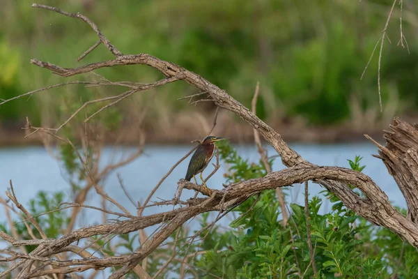 Una Garza Verde Pie Sobre Una Rama Desnuda Árbol Muerto — Foto de Stock