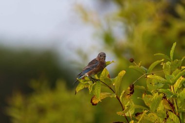 Küçük dişi Doğu Mavi Kuş, bir düğme çalısı bitkisinin yaprağına tünemiş güneşli bir sabahta yaprakları kahverengileşirken..