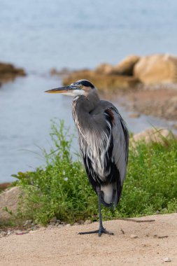Arka planda gölün kayalık ve çimenli kıyıları olan çimento bir otoparkta dururken bir bacağının üzerinde dinlenen Büyük Mavi Balıkçıl..