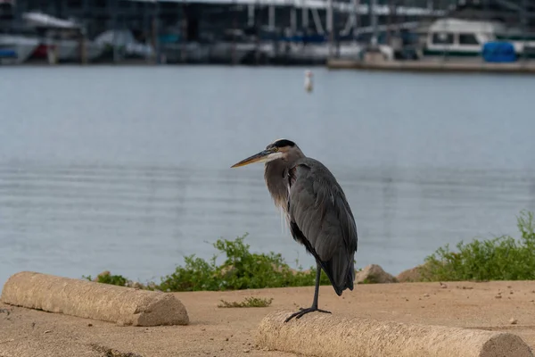 Great Blue Heron Balanceamento Uma Perna Passeio Cimento Estacionamento Com — Fotografia de Stock