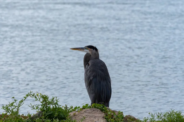 Visão Traseira Uma Grande Garça Azul Uma Costa Rochosa Lago — Fotografia de Stock