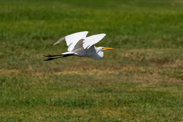 Une Grande Aigrette Blanche Qui Passe Gracieusement Dessus Une Prairie — Photo