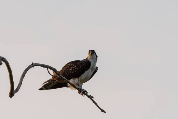 Osprey River Hawk Pendurado Cima Galho Árvore Nua Com Cabeça — Fotografia de Stock