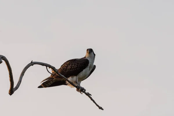 Een Osprey River Hawk Hoog Boven Een Kale Boomtak Met — Stockfoto