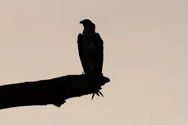 Regal Silhouette Osprey River Hawk Perched Bare Tree Branch Golden — Stock Photo, Image