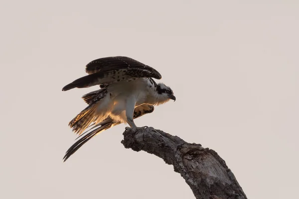 Kanatları kısmen açık bir Osprey ağaçtaki çıplak bir dala konar ve sabah güneşi tüylerinin üzerinde parlar..