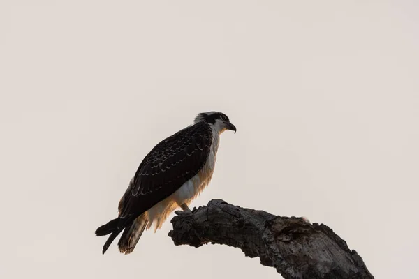 Çıplak Bir Ağaç Dalının Ucuna Tünemiş Bir Osprey Sıcak Bir — Stok fotoğraf