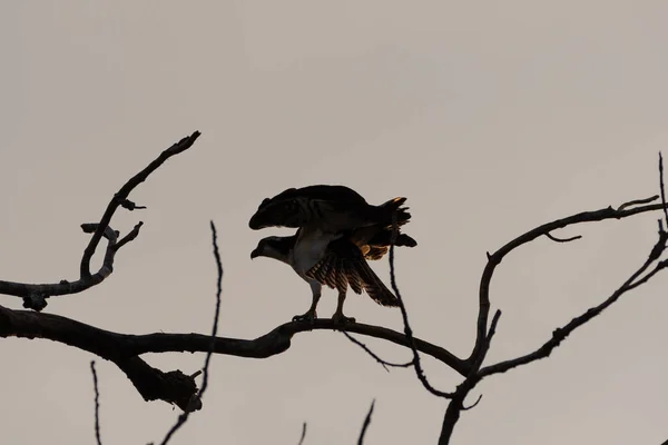 Osprey Esticando Suas Asas Enquanto Empoleirado Ramo Parcialmente Silhueta Pela — Fotografia de Stock