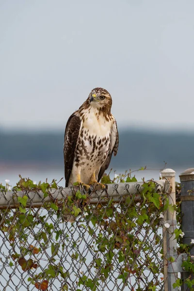 Rotschwanzfalke Hockt Auf Einem Mit Weinreben Bedeckten Maschendrahtzaun Und Schaut — Stockfoto