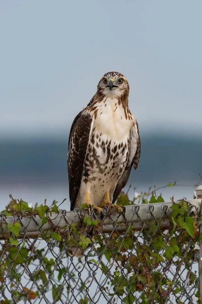 Closeup Red Tailed Hawk Perched Vine Covered Chain Link Fence — Stock Photo, Image