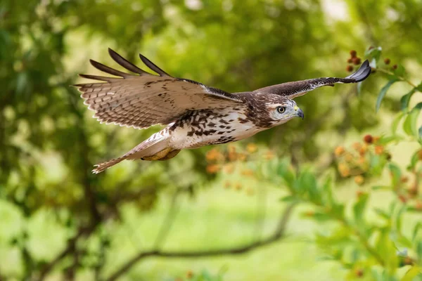 一只硕大而优雅的红尾鹰在空中飞驰而过 展翅展翅飞过一片树林 — 图库照片