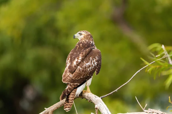 Back view of a Red-tailed Hawk perched on a dead branch in a tree with its head turned to the side as it watches for prey.