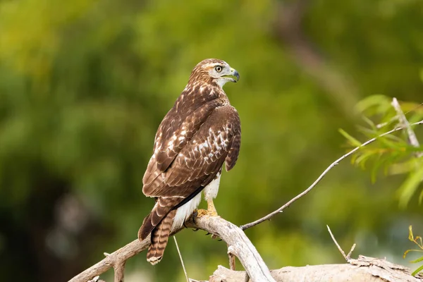 一只红尾鹰栖息在一根枯死的树枝上 它的头转向一边 等待猎物的出现 — 图库照片
