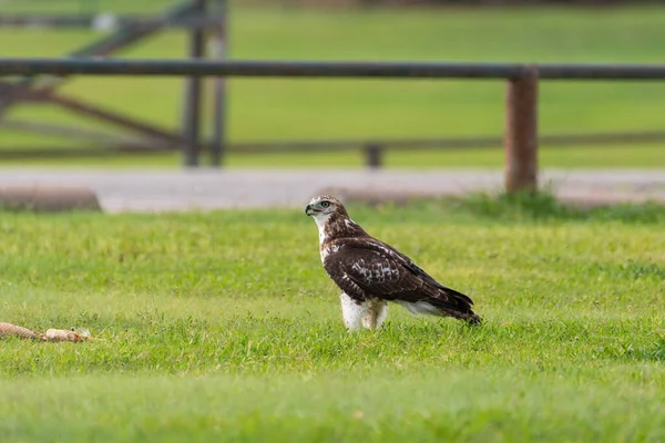 Falco Dalla Coda Rossa Piedi Nell Erba Parco Cittadino Vicino — Foto Stock