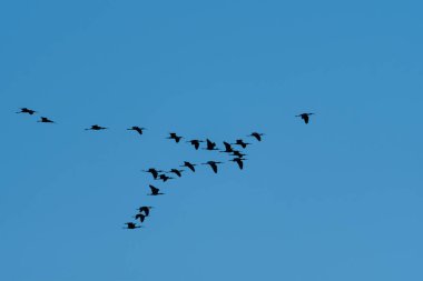 Kış için güneye göç ederken açık bir gökyüzünde yüksek bir düzende uçan Ibis kuşları sürüsü..