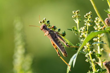 Bacaklarında siyah simge deseni olan ve bir bitkinin taze yeşil yaprakları ve tomurcuklarıyla beslenen Diferansiyel Çekirge..