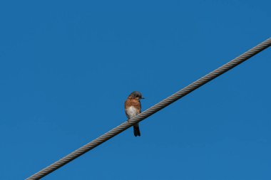 Bir Doğu Bluebird, arka planda açık mavi gökyüzü olan bükülmüş metal bir güç kablosuna tünemişti..