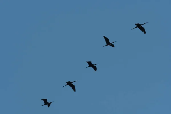Grupo Cinco Aves Ibis Silueta Contra Cielo Despejado Mientras Vuelan — Foto de Stock