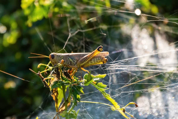 Una Cavalletta Differenziale Che Nutre Delle Foglie Verdi Una Pianta — Foto Stock