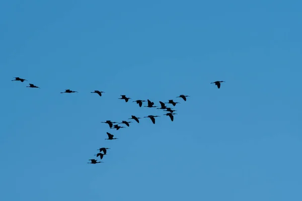 A flock of Ibis birds flying in formation as they fly high overhead through a clear sky as they migrate south for the winter.