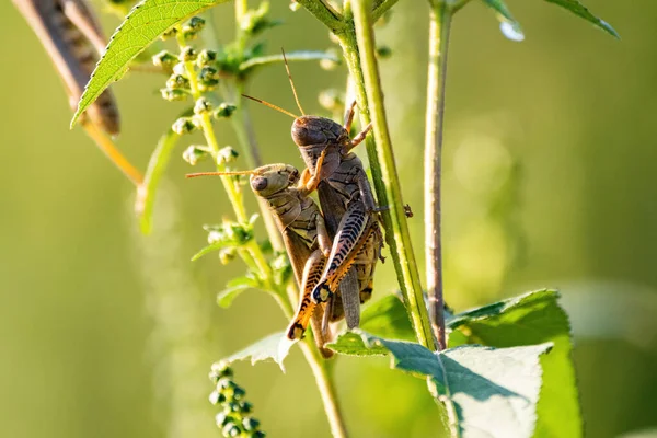 早朝の日差しの中で植物の緑の茎にしがみついている間 仲間として大きな女性の後ろに小さな男性差動Grasshopper — ストック写真